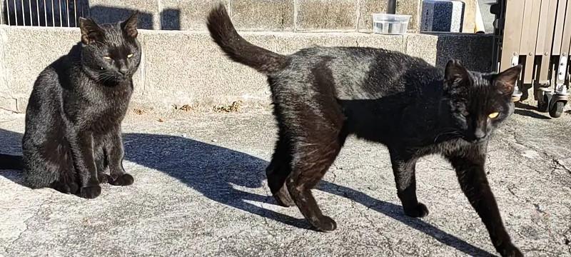 ็ซๅฑ
ใ🐱