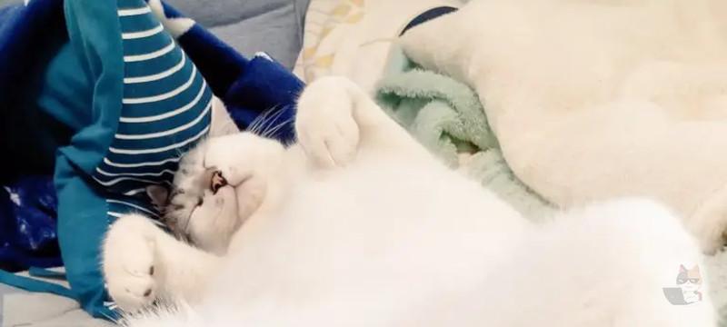 【画像】ねこのキンタマは最高にかわいいのに、人間のキンタマはなんでグロいんやろ?