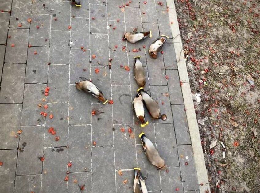 【画像】熟しすぎた木の実を食べて酔っ払って寝ちゃう鳥さんたちかわいい