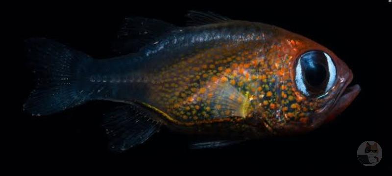 【地球】深海、怖すぎる