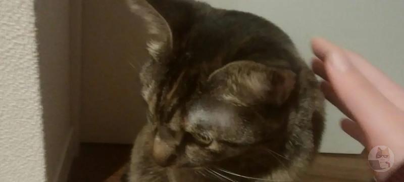 【画像】うちで飼ってるネコ様、かわいい