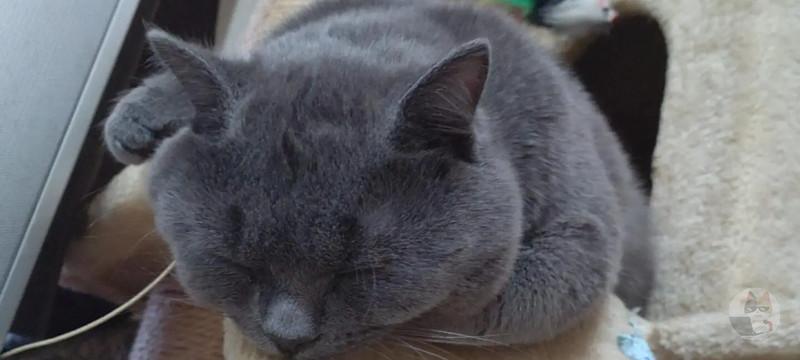 うちの猫の可愛さに勝てるやついるか?