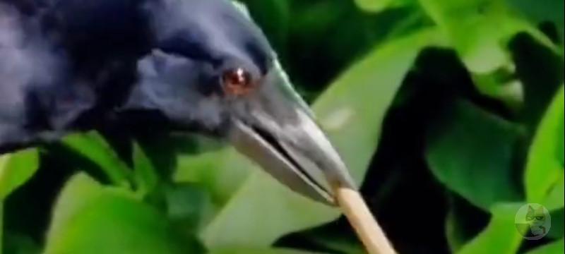 【朗報】カラス、かしこい