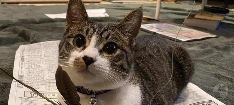 【朗報】ワイんちのネッコ、かわいい