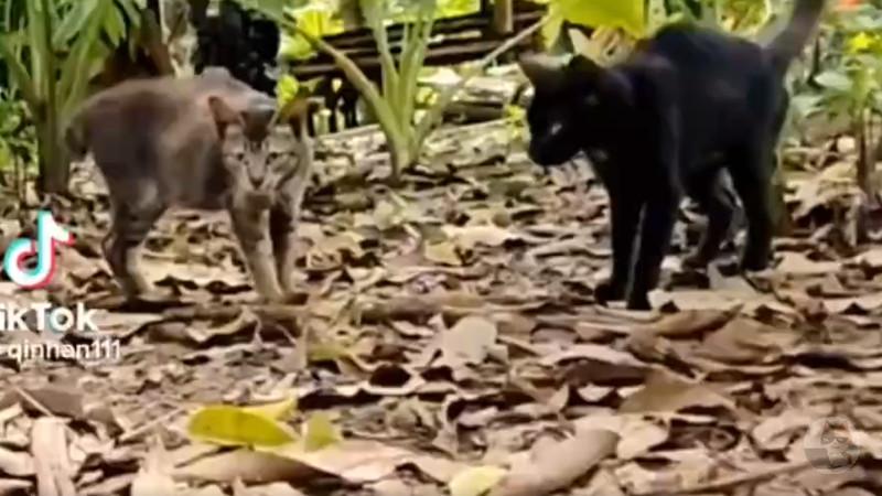 【動画】猫vs蛇でネコパンチの威力が明らかになる