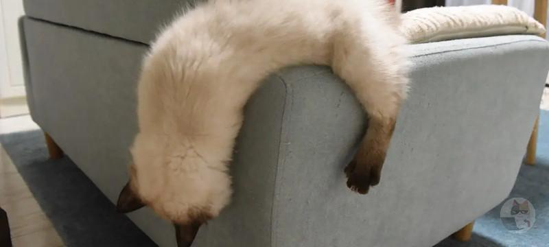 【画像】おい、犬派vs猫派そろそろ決着つけようや