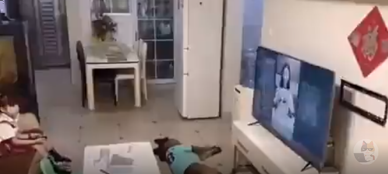 【動画】イッヌ「パパ帰ってきたで!テレビ消して宿題せい!」