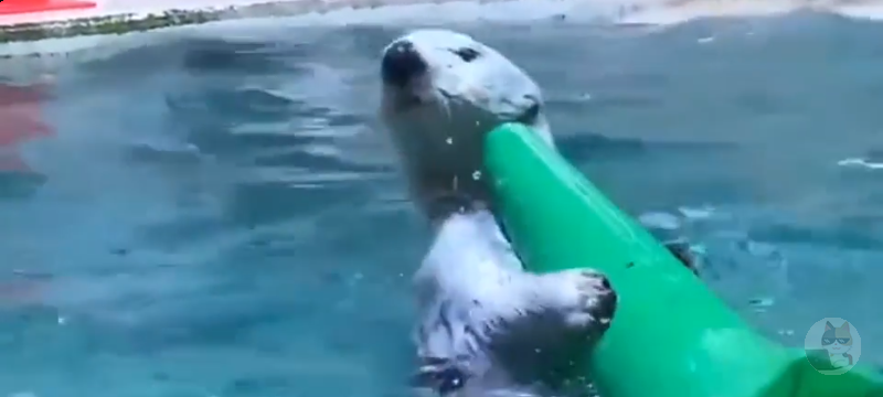 【朗報】水族館のラッコ、ショーが終わった後の片付けを手伝う