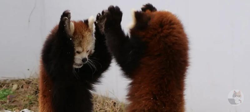 【画像】レッサーパンダとかいう敵を威嚇しまくる凶暴な動物