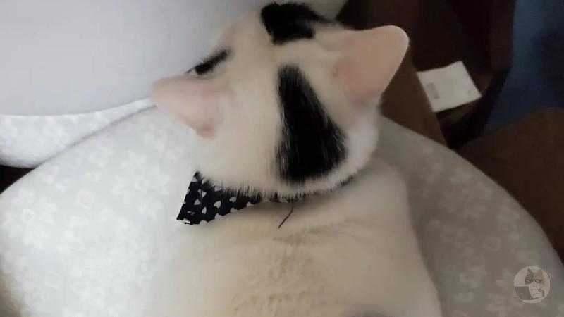 猫←ほんまかわいい好き