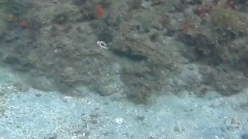 【動画】タコの擬態能力、ガチでヤバいwwwwwwwwwwwwwwwwwwwwwwww