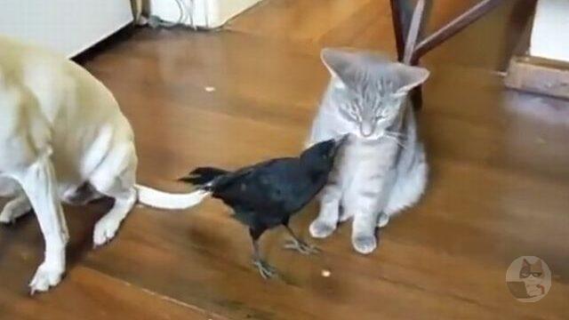 【動画】カラスさん、猫と犬の餌やり係を勤め上げる
