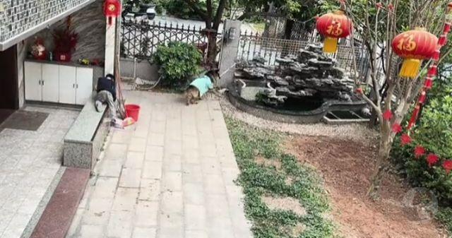 【動画】イッヌさん、マジで賢いwwwwwwwwwww