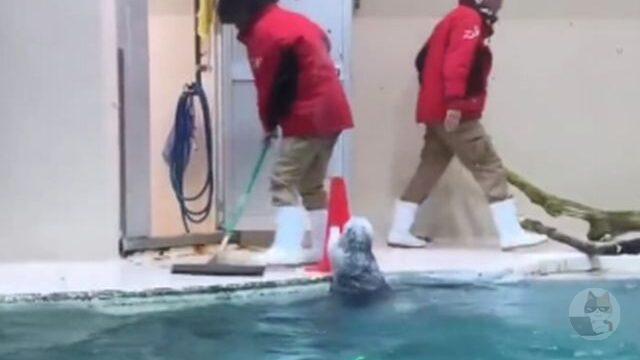 ラッコ「ふぃ~。遊び終わった。ほな片付けるわ」