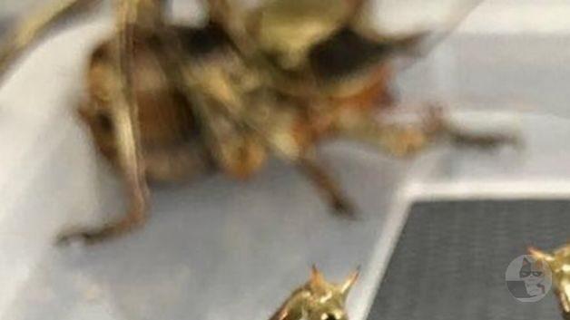 【虫画像大量!閲覧注意!】カメルーンのコオロギ、ガチでヤバいwwwwwwwwwwwwwwwwwwwww