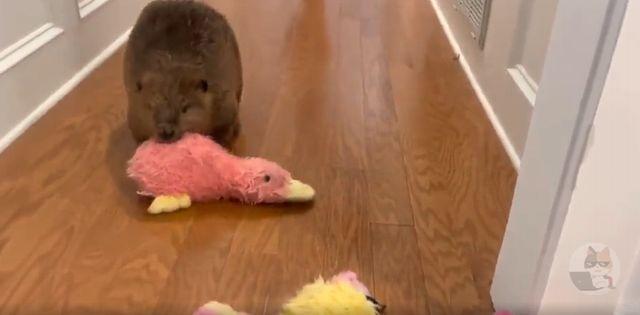 【動画】ビーバーさん🦫、どこにでもダムを作ってしまう