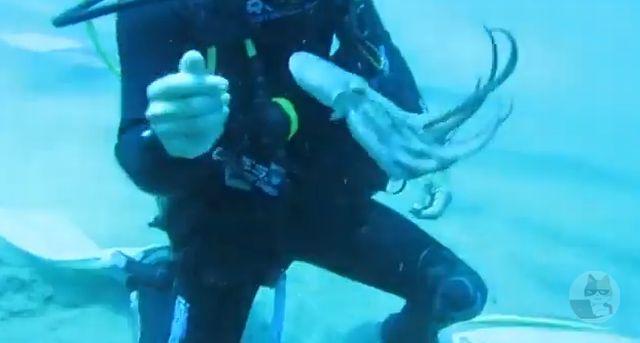 【動画】タコ、人間に懐いてしまう