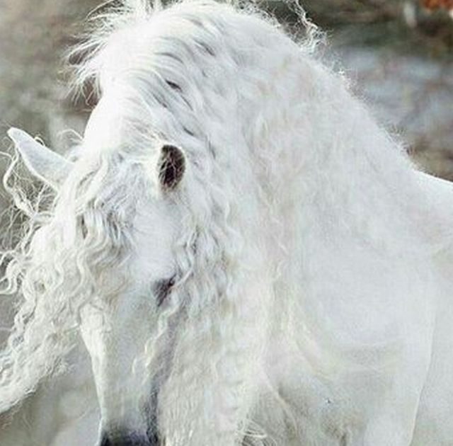 【画像あり】美しすぎる動物の画像が集まるスレ 【永久保存版】