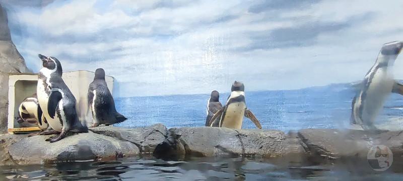 【画像】ペンギン可愛すぎワロタwww