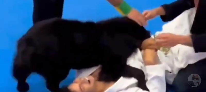 【動画】イッヌさん、飼い主がイジメられてると勘違いして柔道の試合に乱入