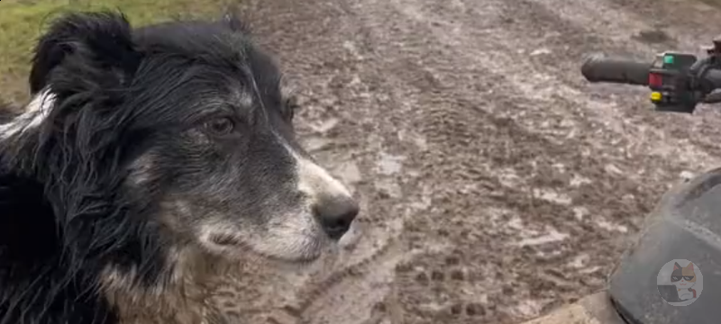 【朗報】イッヌさん、お利口すぎるとワイの中で話題に