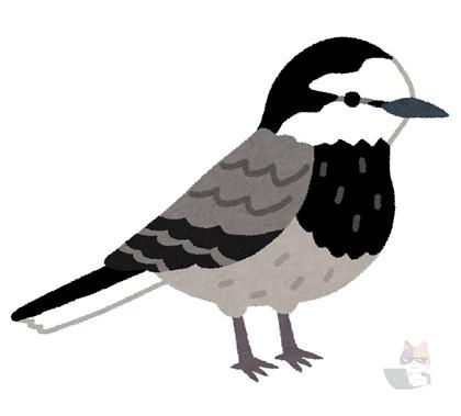 【動画】鳥「ネッコ尾行したろ」