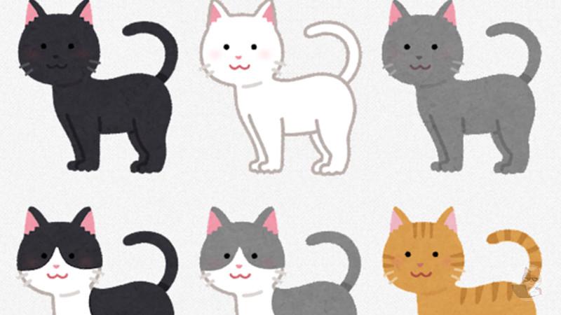 猫で一番可愛い品種といえば