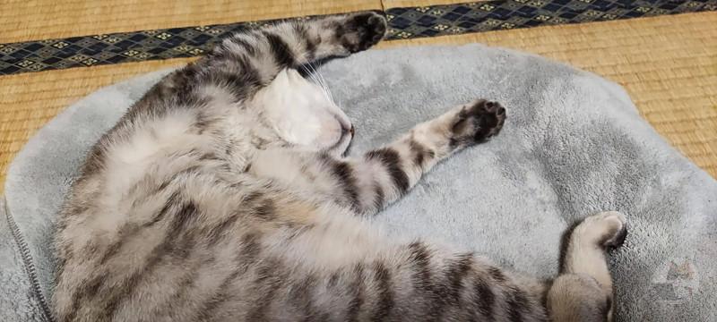 【悲報】ワイのネッコ、逝く