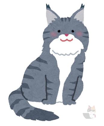 【画像】ワイのネッコがメインクーンなのかサイベリアンなのかノルウェイジャンなのか教えてくれ