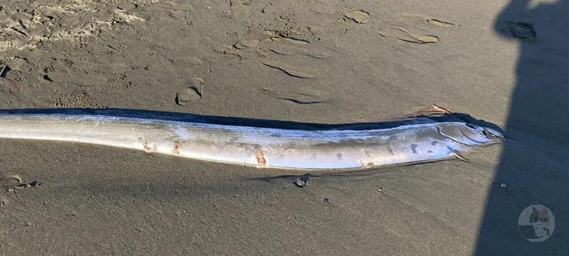 【悲報】この一週間で『クジラ』『ダイオウイカ』『リュウグウノツカイ』が現れてしまう