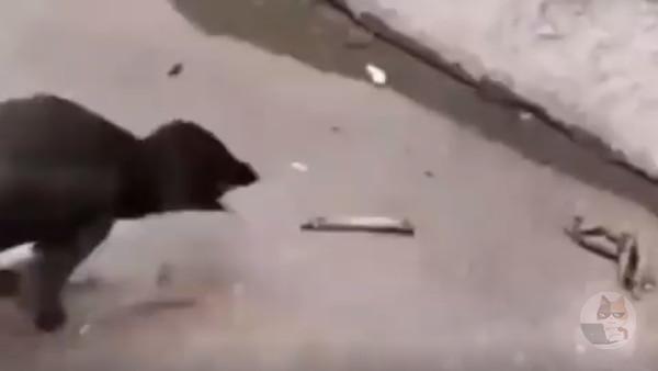 【動画】親鳥に甘やかされまくって育った雛鳥、アホすぎてVIPPERみたいになるwwwwwwwwwwwwwwwwwwwwwwwwwwww