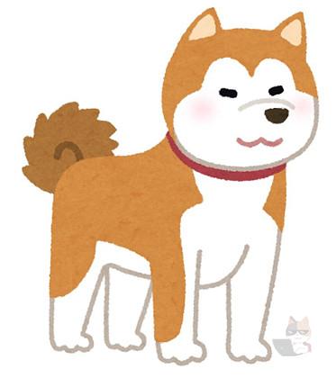 洋犬派ワイ「秋田犬かぁ……まぁ縁があることだしお迎えしようか」