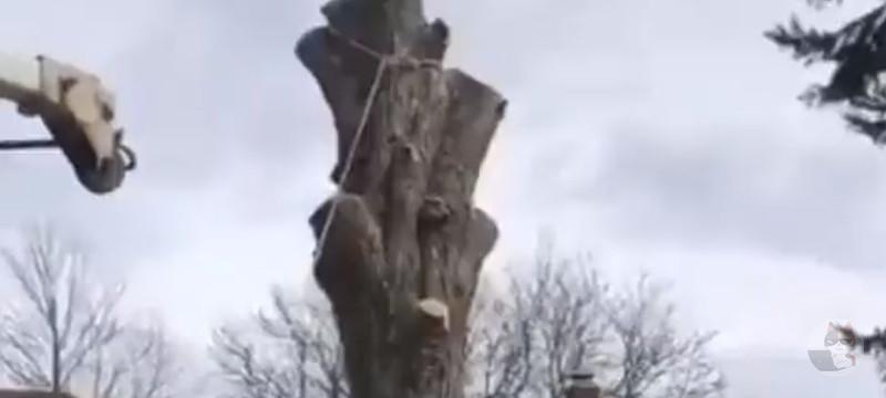 タヌキさんの住処、破壊される😭