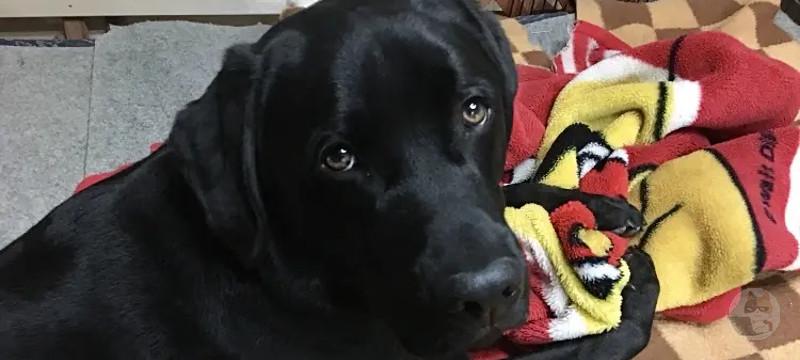 【悲報】実家、イッヌと遊ぶしかやることない