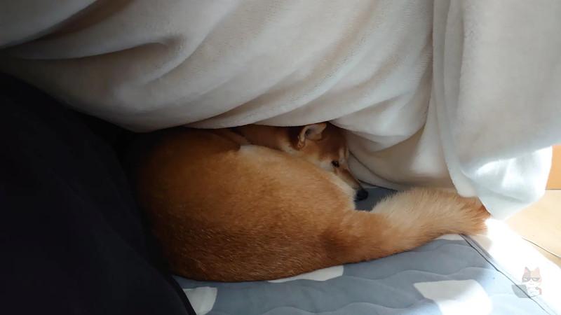 【画像】ワイのイッヌ、寒波が来て寒くてワイのお布団に潜り込んでくる☺