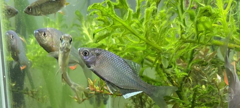 ワイ、取ってきた魚を飼う