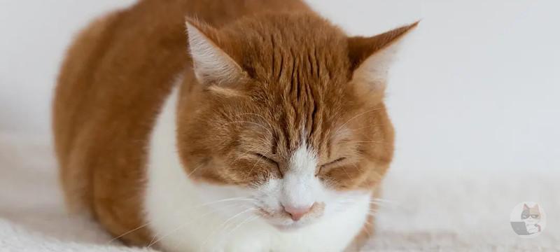 【閲覧注意】手足のない猫