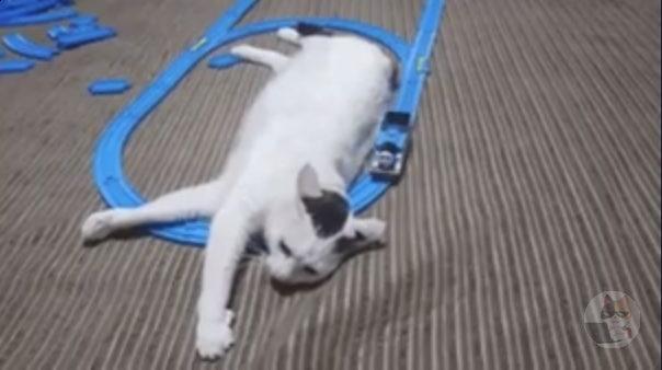 ネッコ、電車に轢かれる