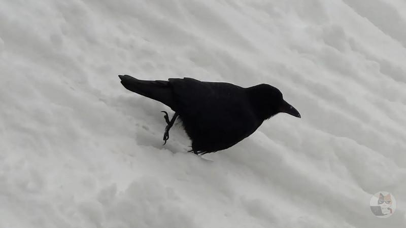 【画像】可愛い鳥見つける