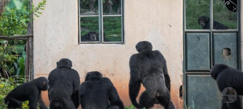 【悲報】アフリカの農村、チンパンジーから村を守自警団がカッコ良すぎると話題になる