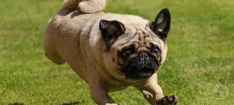 【画像】いうほどパグ犬って可愛いか?