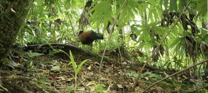 【朗報】鳩さん、140年ぶりに見つかる🐦