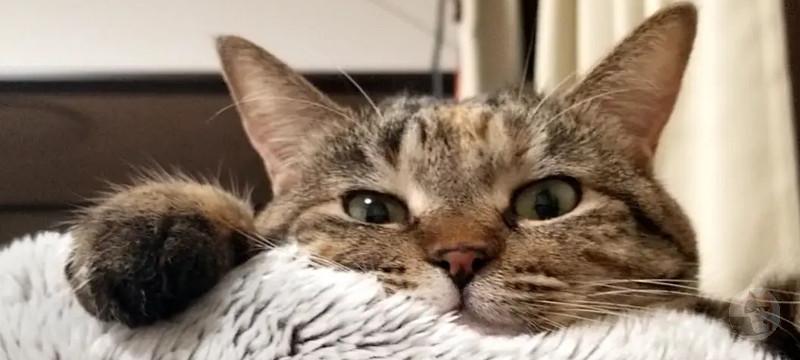 【超絶朗報】脱走したワイの猫、帰ってくる😭😭😭