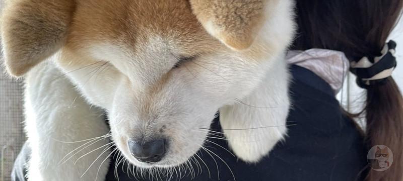 秋田犬さんについて知ってること🐕👈😳