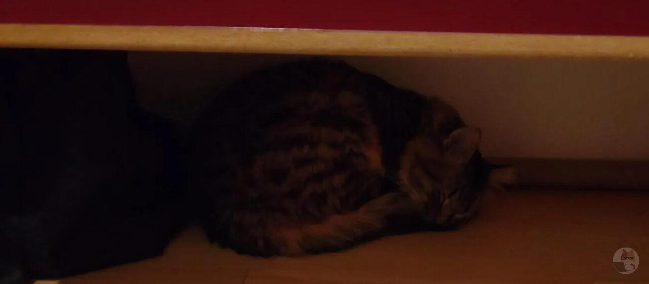 【急募】ネッコに自信ニキビ来てくれ