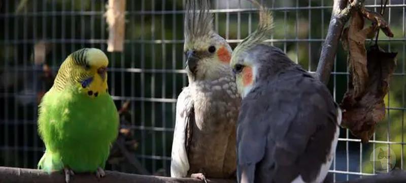 サルとか鳥ってぶっちゃけ動物園には不要だよね…