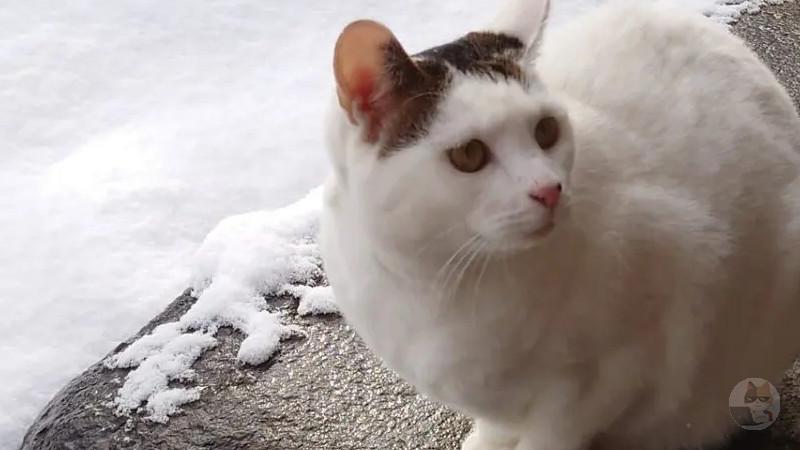 【画像】ネッコさん「雪か。パトロールやめるわ。」