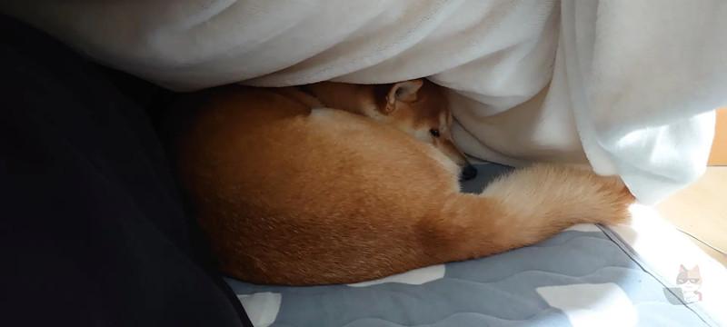 【画像】ワイのイッヌ(2)、布団の中にぐりぐり潜り込んでくるwwwww