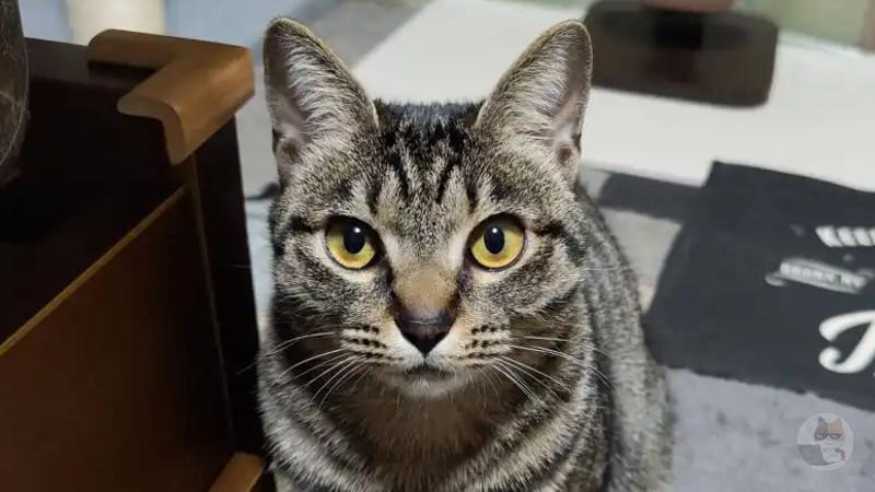 VIPPERから譲り受けた子猫、初めての猫の日