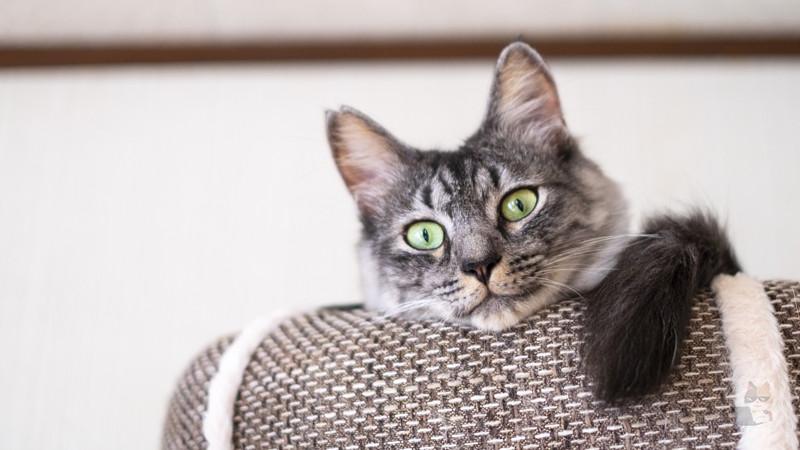 ネッコ、飼っても一生で264万円しかかからないと判明